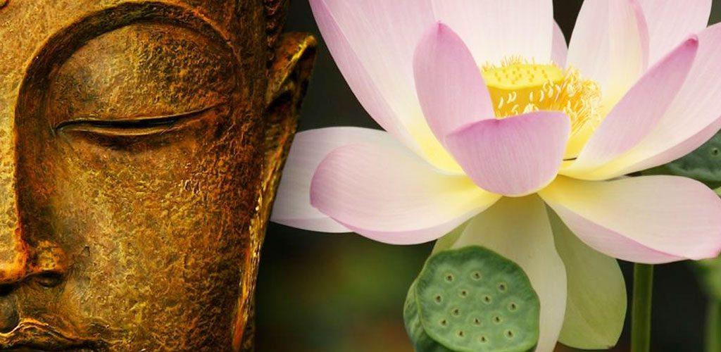 lotus bouddha